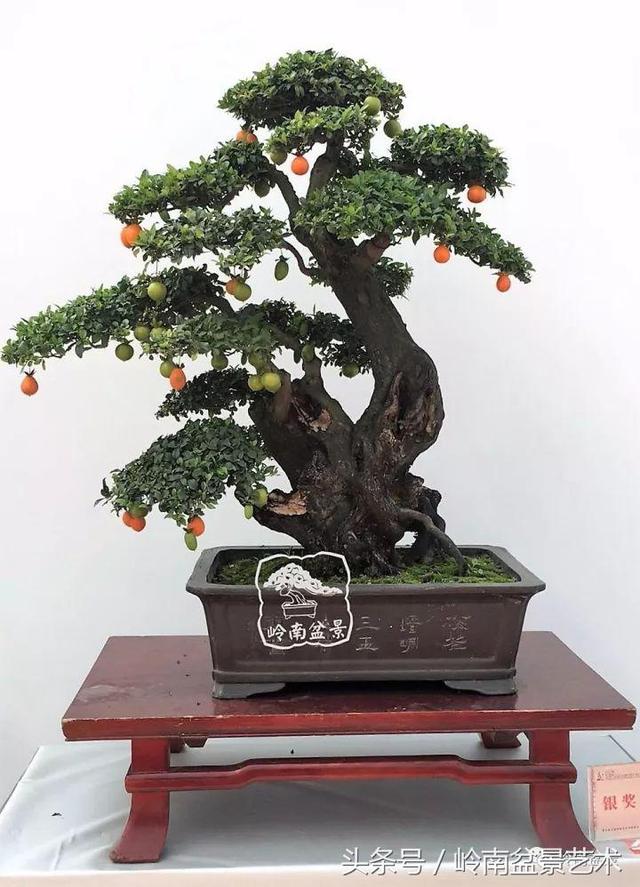 金弹子盆景价格，金弹子收藏级盆景