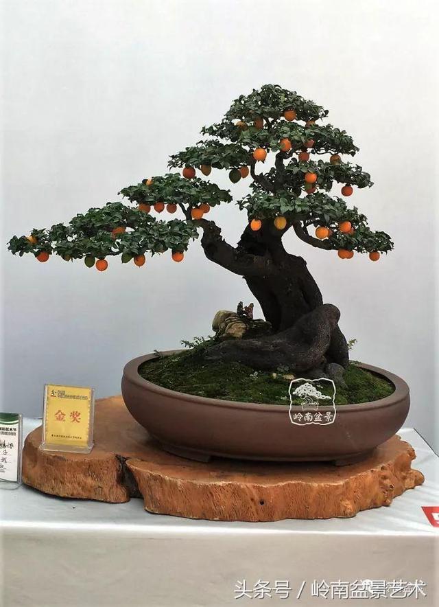 金弹子盆景价格，金弹子收藏级盆景