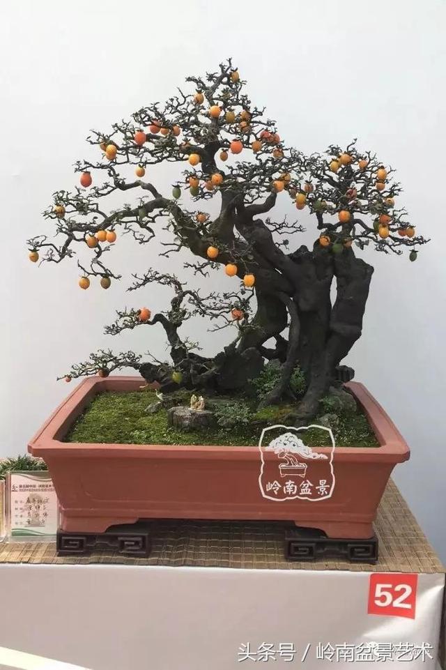 金弹子盆景价格，金弹子收藏级盆景