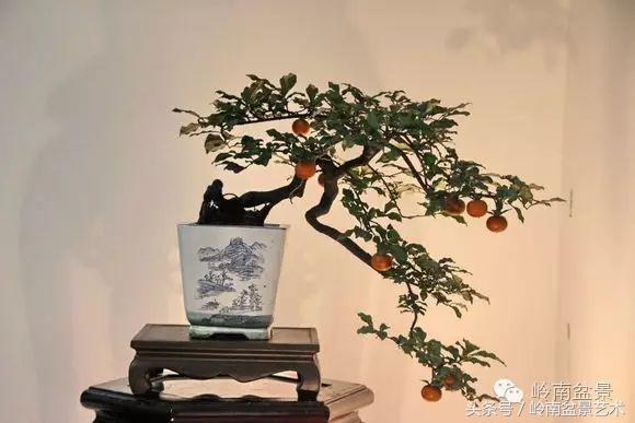 金弹子盆景价格，金弹子收藏级盆景