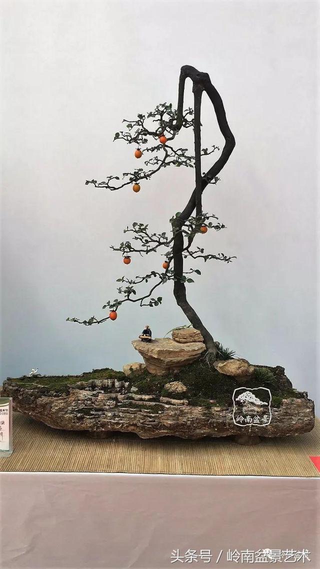 金弹子盆景价格，金弹子收藏级盆景