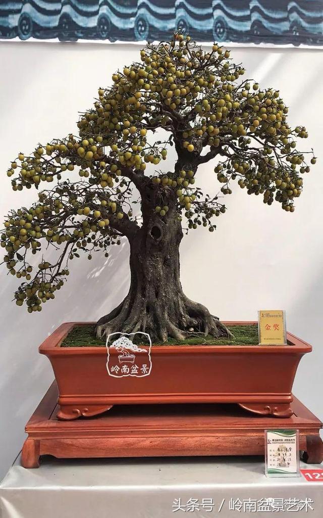 金弹子盆景价格，金弹子收藏级盆景