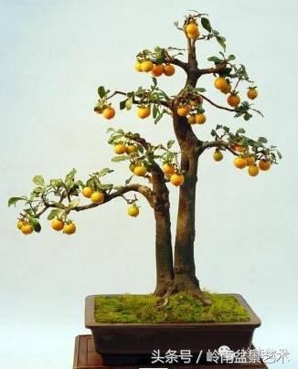 金弹子盆景价格，金弹子收藏级盆景