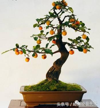 金弹子盆景价格，金弹子收藏级盆景