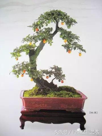 金弹子盆景价格，金弹子收藏级盆景