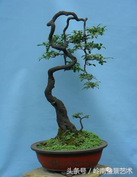 金弹子盆景价格，金弹子收藏级盆景