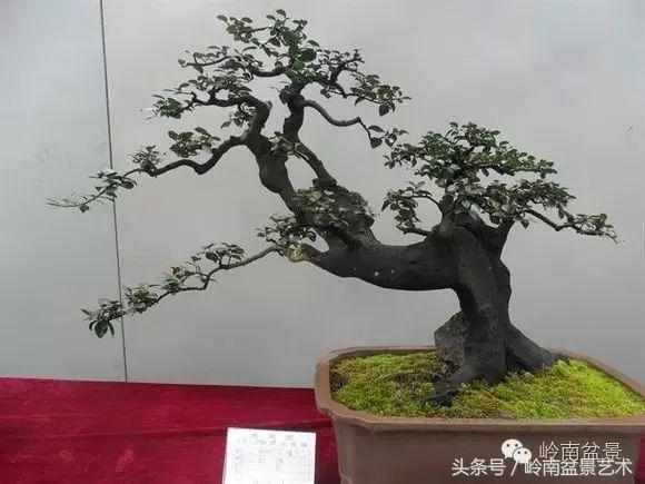 金弹子盆景价格，金弹子收藏级盆景