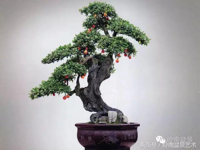 金弹子盆景价格，金弹子收藏级盆景