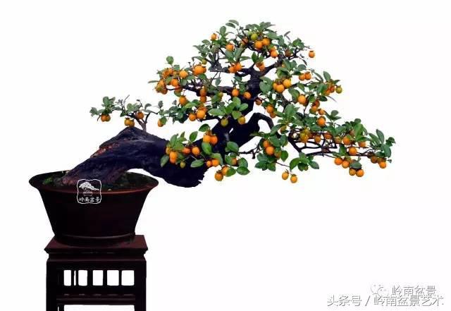 金弹子盆景价格，金弹子收藏级盆景