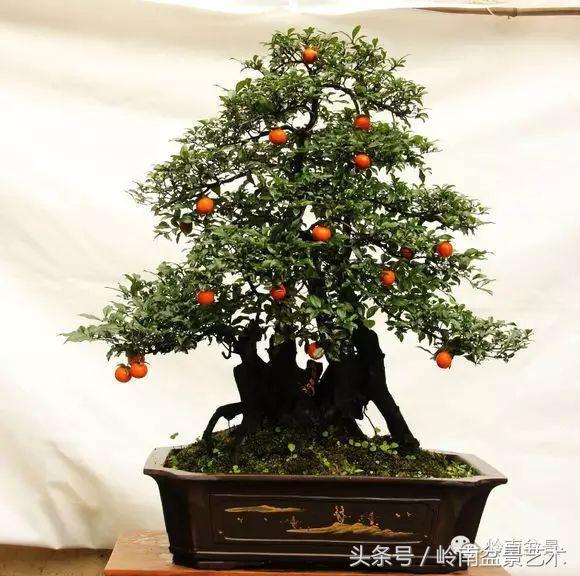 金弹子盆景价格，金弹子收藏级盆景