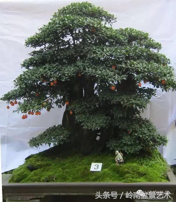 金弹子盆景价格，金弹子收藏级盆景