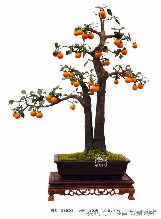 金弹子盆景价格，金弹子收藏级盆景