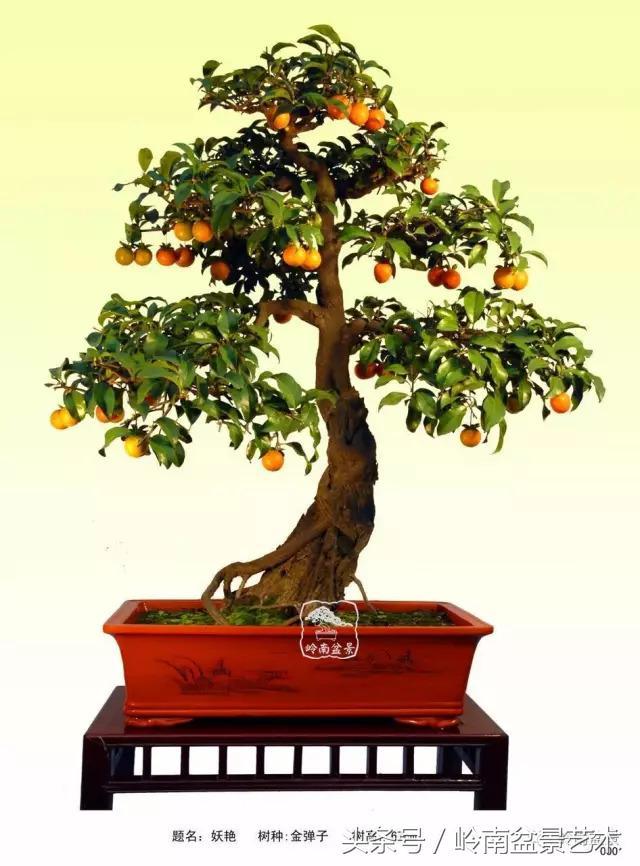 金弹子盆景价格，金弹子收藏级盆景