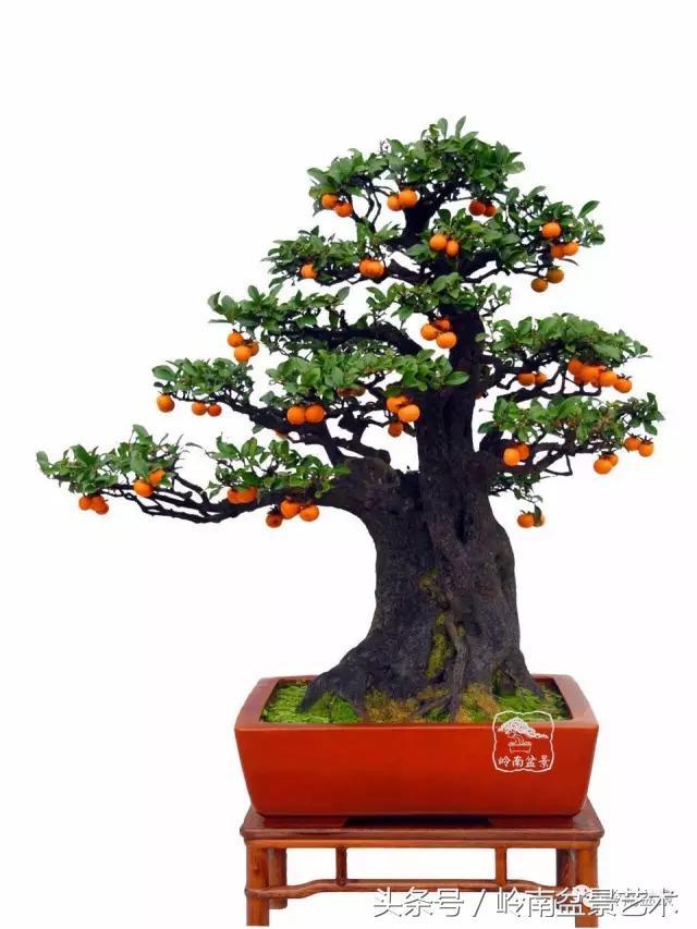 金弹子盆景价格，金弹子收藏级盆景