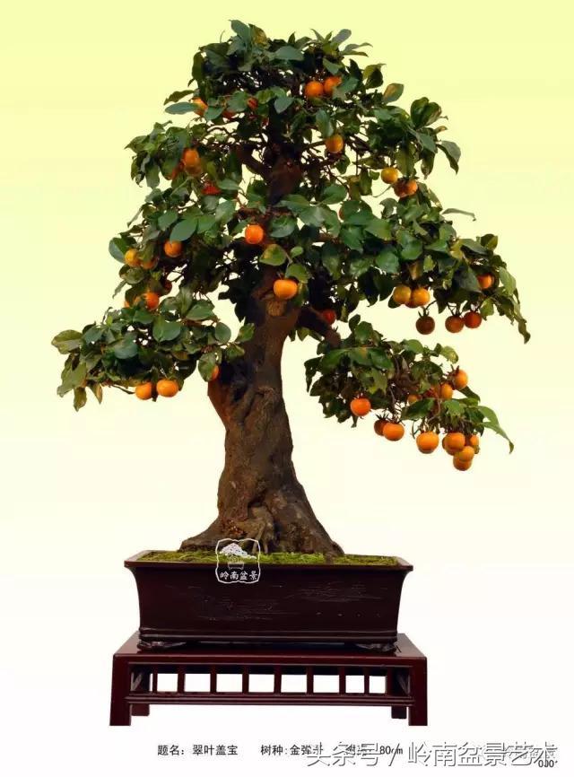 金弹子盆景价格，金弹子收藏级盆景