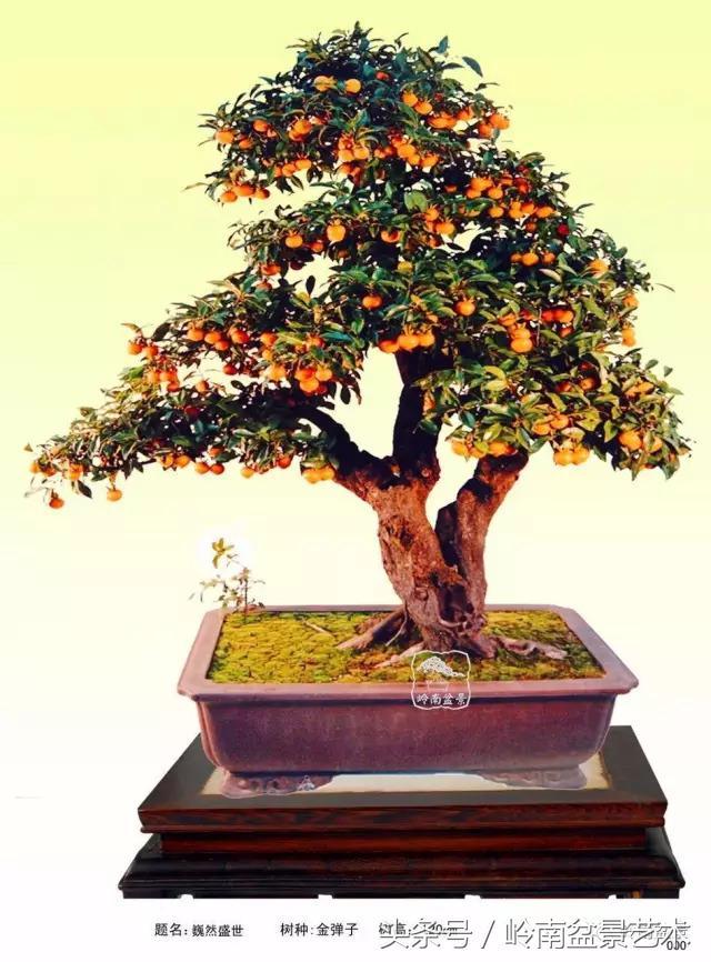 金弹子盆景价格，金弹子收藏级盆景
