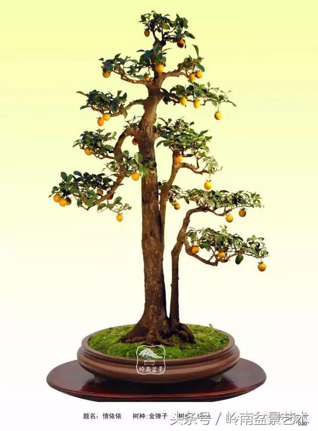 金弹子盆景价格，金弹子收藏级盆景