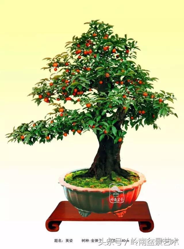 金弹子盆景价格，金弹子收藏级盆景