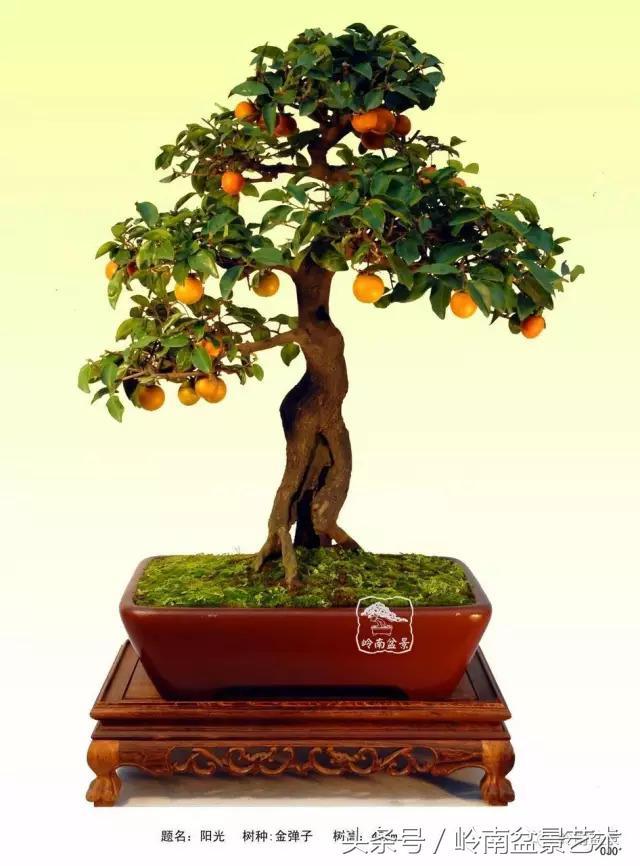 金弹子盆景价格，金弹子收藏级盆景