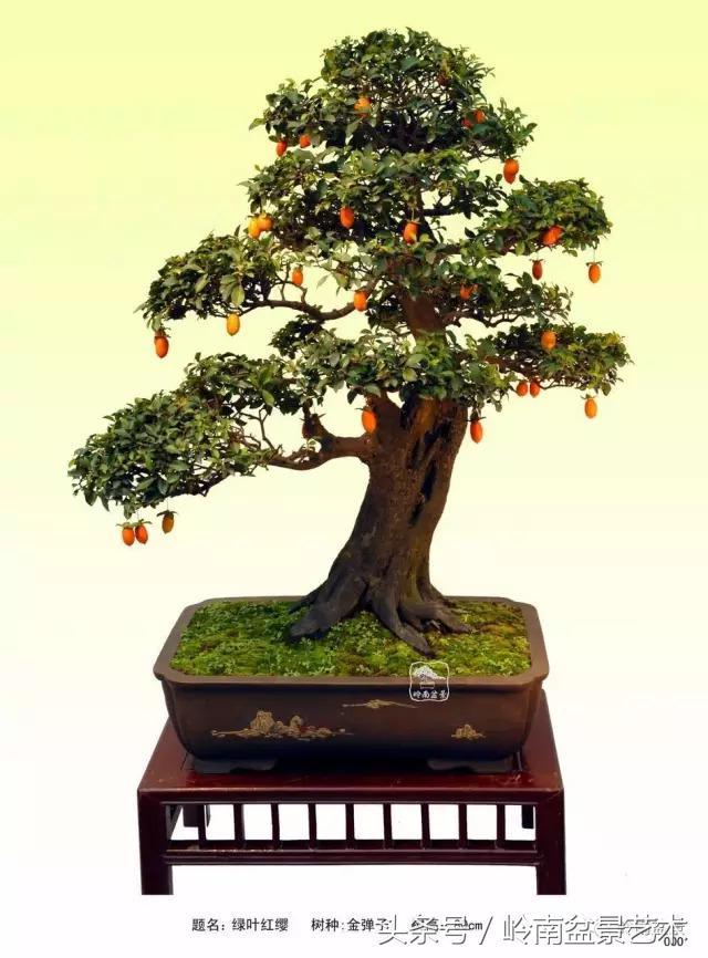 金弹子盆景价格，金弹子收藏级盆景