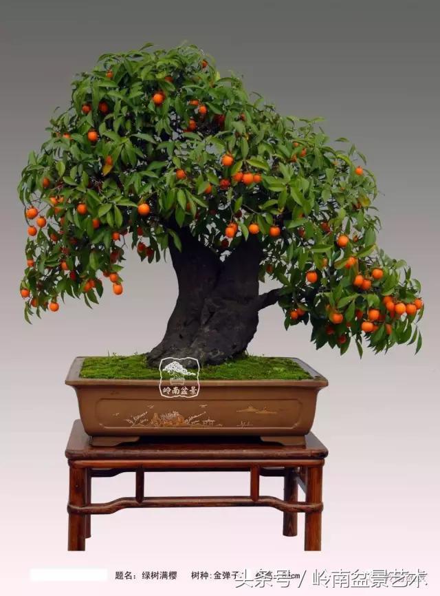 金弹子盆景价格，金弹子收藏级盆景