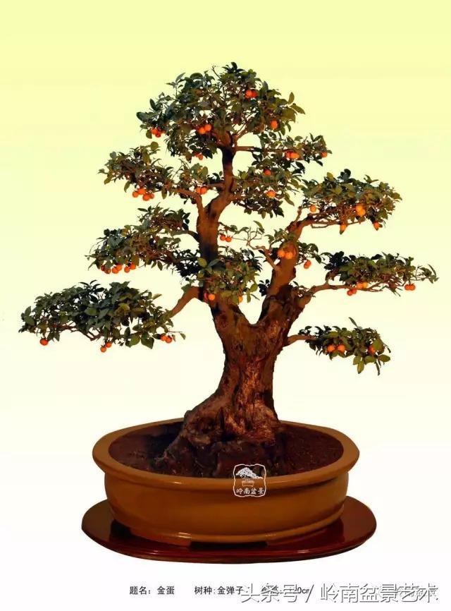 金弹子盆景价格，金弹子收藏级盆景