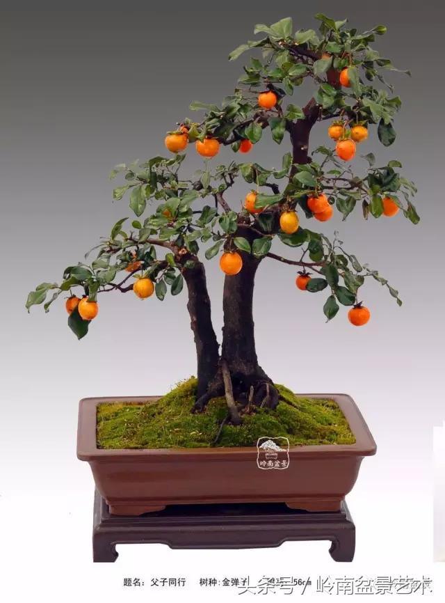 金弹子盆景价格，金弹子收藏级盆景