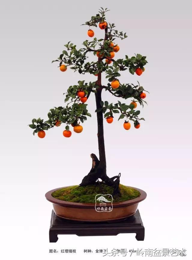 金弹子盆景价格，金弹子收藏级盆景