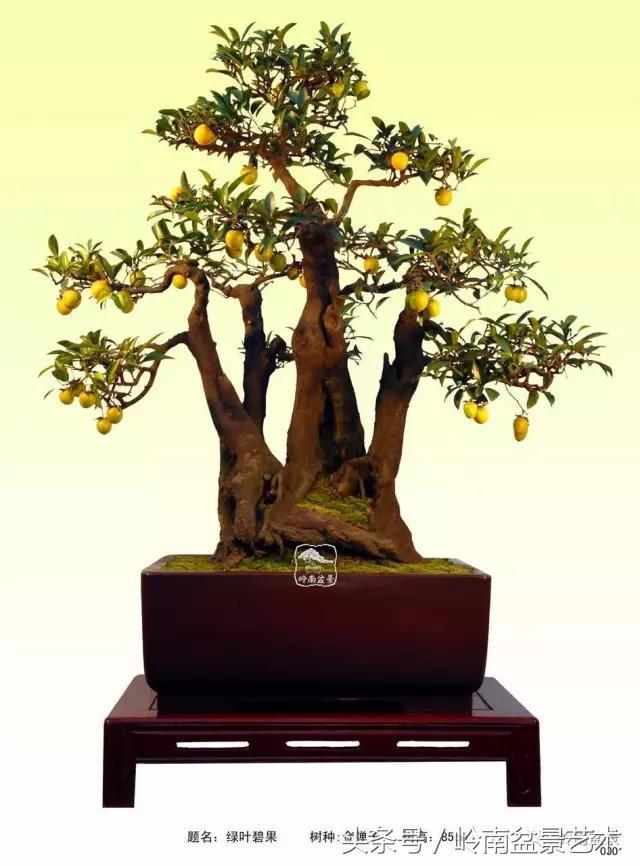 金弹子盆景价格，金弹子收藏级盆景