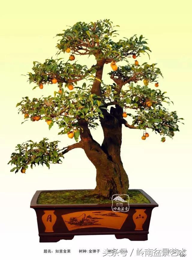 金弹子盆景价格，金弹子收藏级盆景