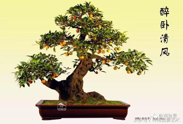 金弹子盆景价格，金弹子收藏级盆景