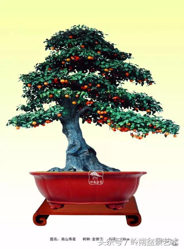 金弹子盆景价格，金弹子收藏级盆景