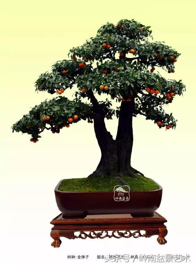 金弹子盆景价格，金弹子收藏级盆景