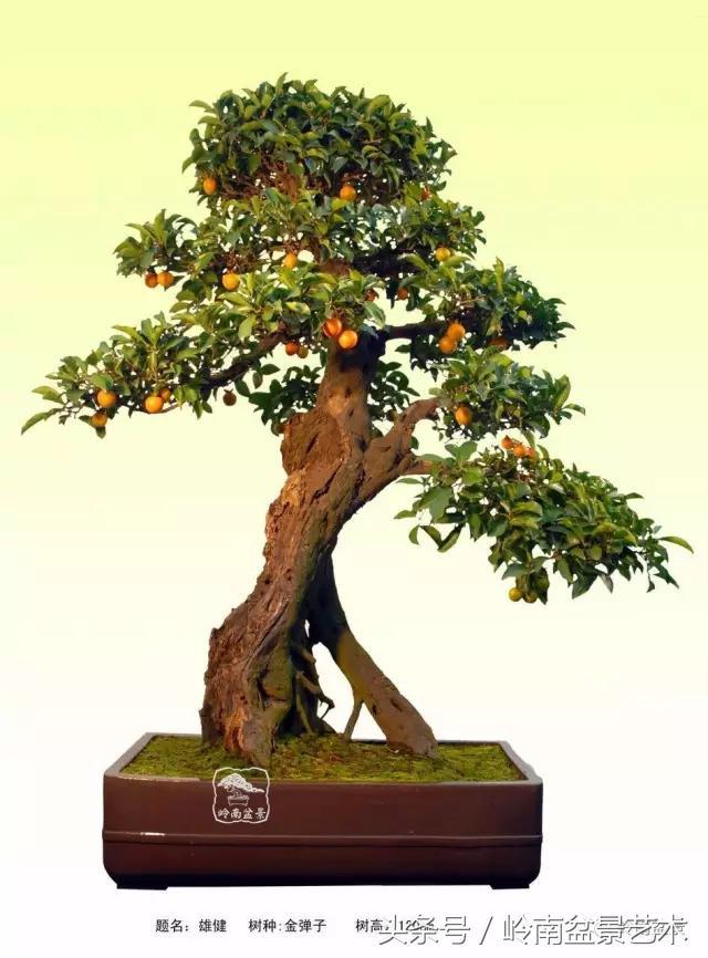 金弹子盆景价格，金弹子收藏级盆景