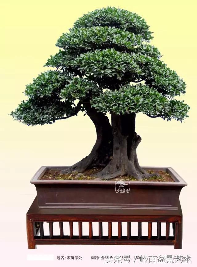 金弹子盆景价格，金弹子收藏级盆景
