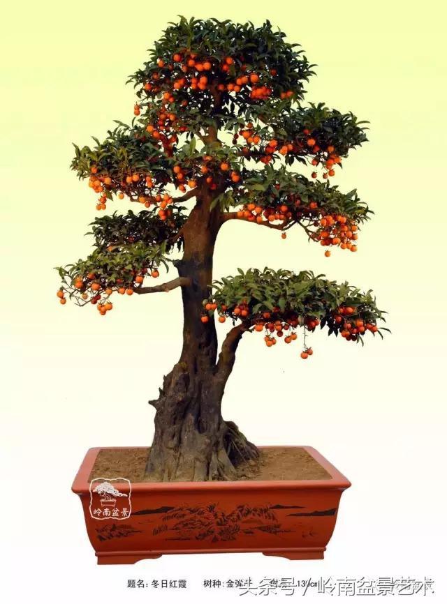 金弹子盆景价格，金弹子收藏级盆景