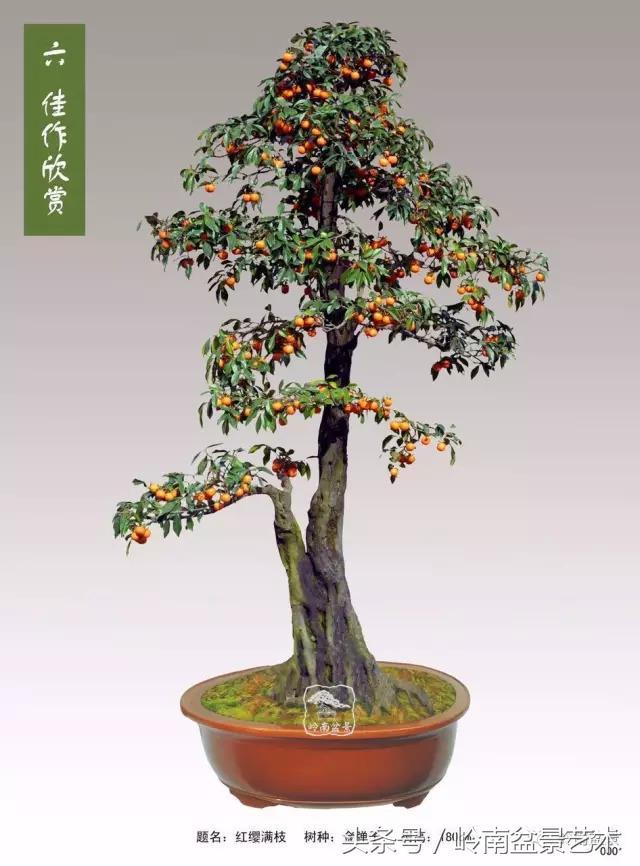 金弹子盆景价格，金弹子收藏级盆景