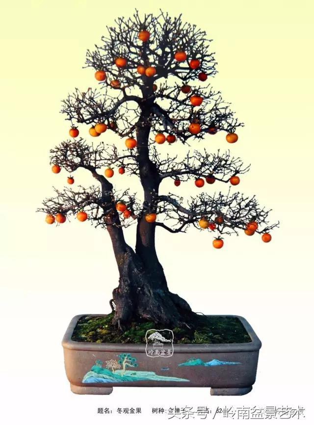 金弹子盆景价格，金弹子收藏级盆景