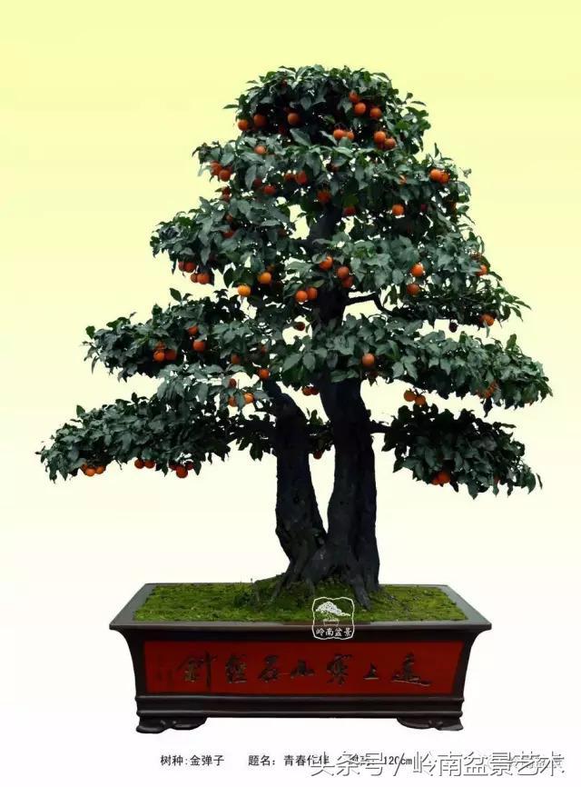 金弹子盆景价格，金弹子收藏级盆景