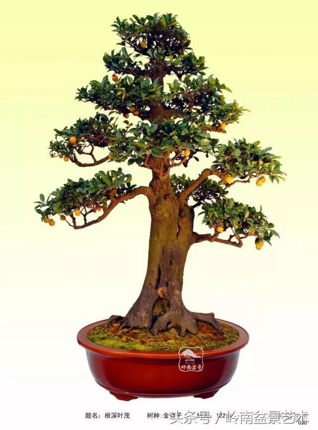 金弹子盆景价格，金弹子收藏级盆景