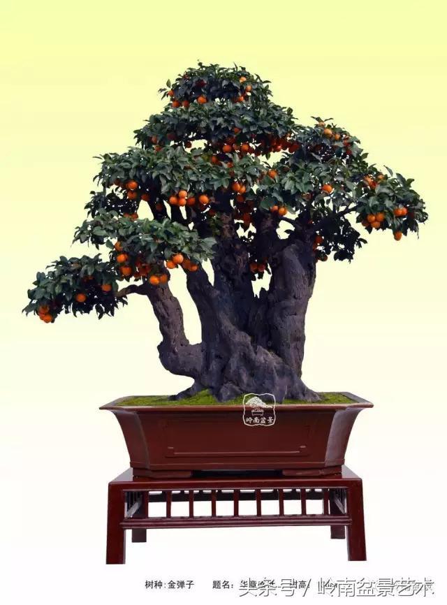 金弹子盆景价格，金弹子收藏级盆景