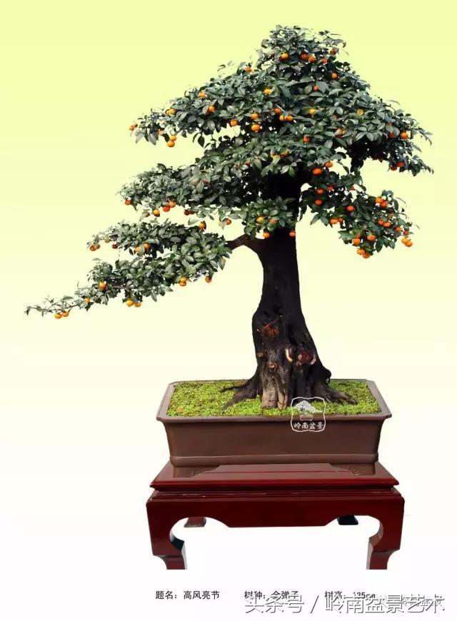 金弹子盆景价格，金弹子收藏级盆景