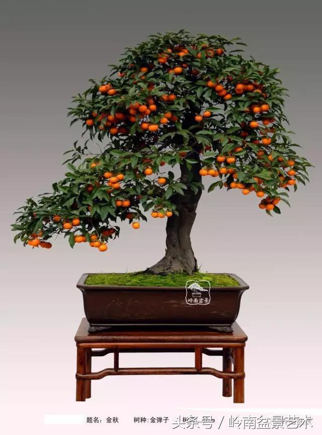 金弹子盆景价格，金弹子收藏级盆景