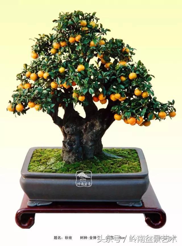 金弹子盆景价格，金弹子收藏级盆景