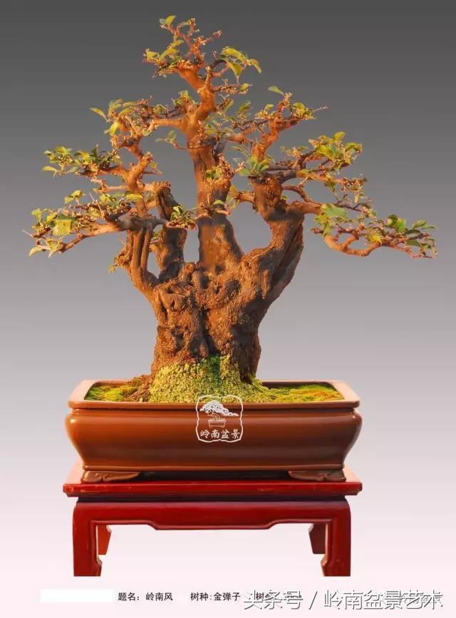金弹子盆景价格，金弹子收藏级盆景