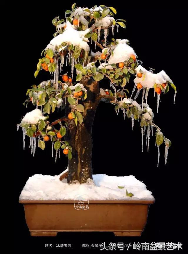 金弹子盆景价格，金弹子收藏级盆景