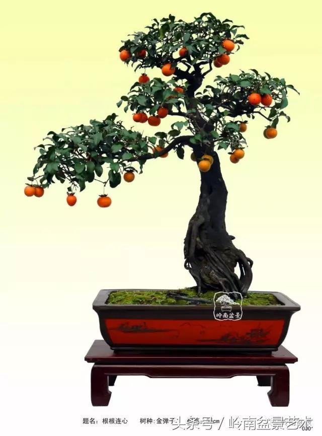 金弹子盆景价格，金弹子收藏级盆景