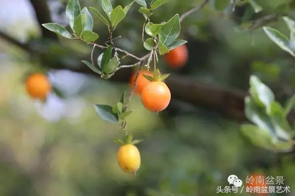 金弹子盆景价格，金弹子收藏级盆景