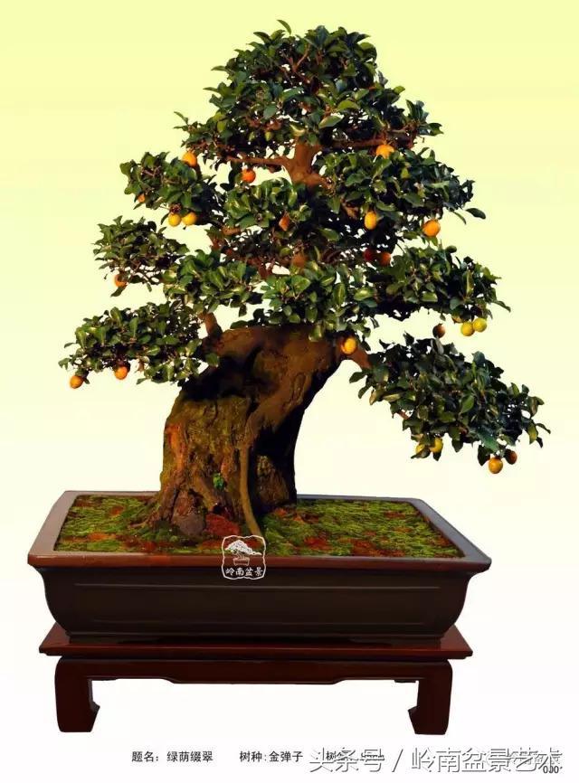 金弹子盆景价格，金弹子收藏级盆景