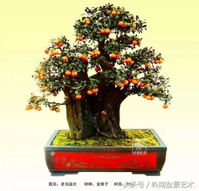 金弹子盆景价格，金弹子收藏级盆景